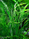 freshwater eelgrass (English-New Zealand), ribbonweed (English-Australia),Vallisneria gigantea Graeb